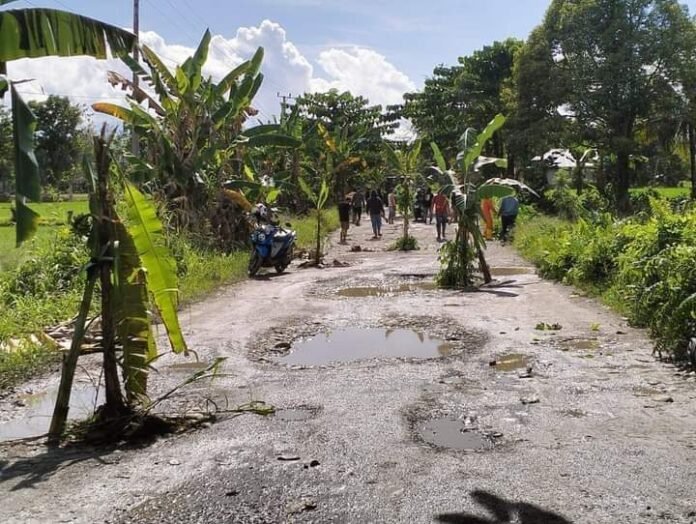 Jalan Rusak Tak Kunjung Diperbaiki, Warga Desa Pelalan Tanami Pohon Pisang